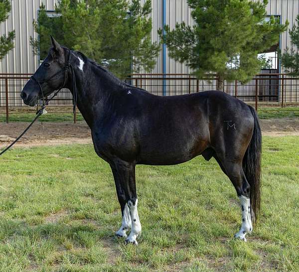 ranch-work-quarter-horse