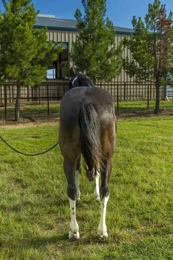 beginner-safe-quarter-horse