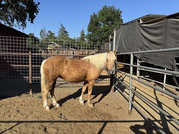 palomino-blaze-snip-3-socks-horse
