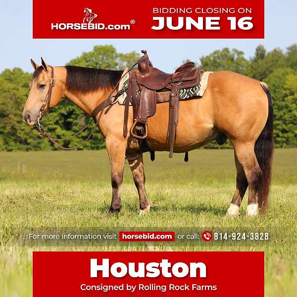 all-around-quarter-horse