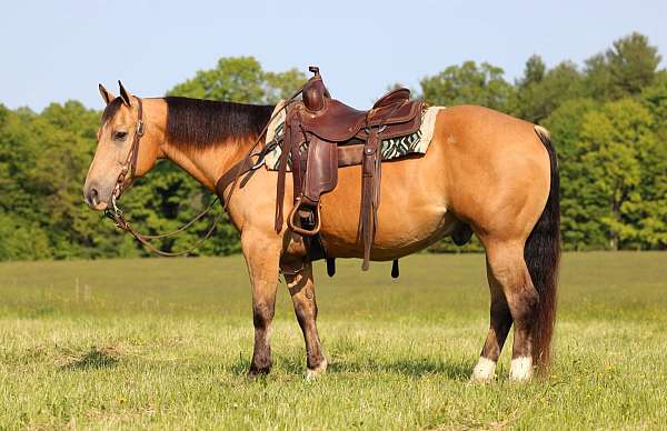 husband-safe-quarter-horse