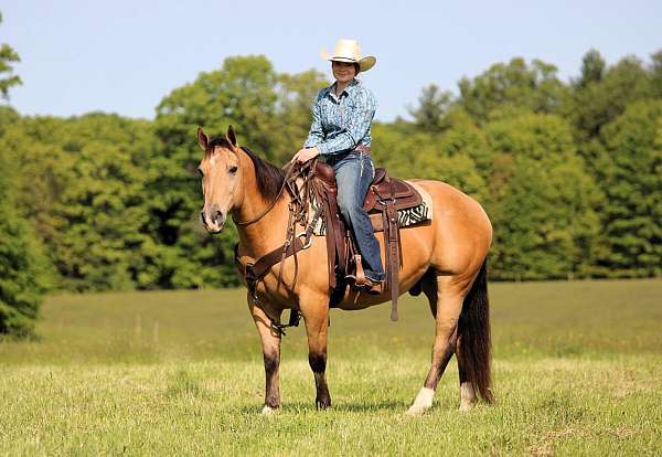 performance-quarter-horse