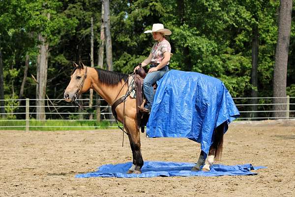 ranch-versatility-quarter-horse
