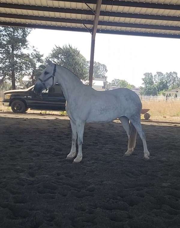 white-andalusian-mare