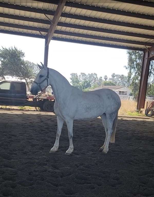 white-mare-for-sale