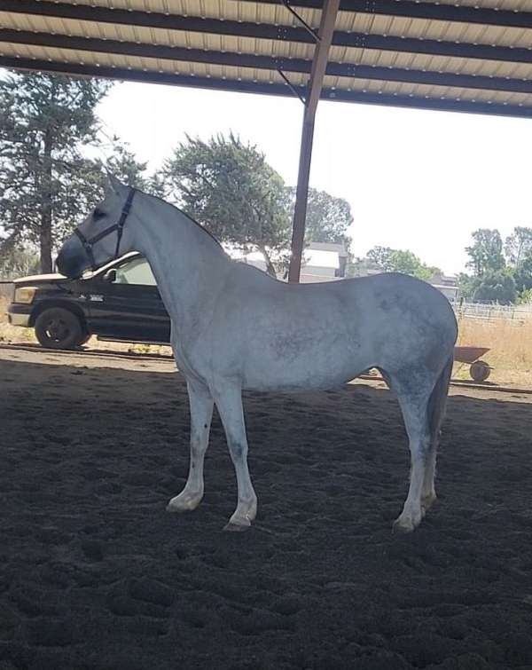 15-hand-andalusian-mare