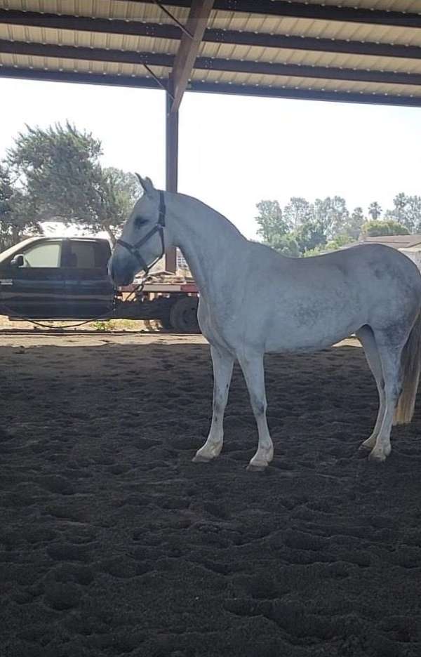 white-andalusian-for-sale