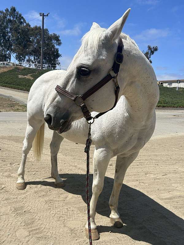 advance-quarter-horse