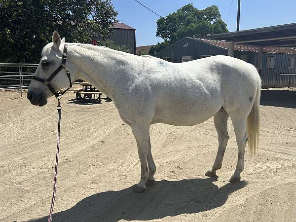 all-quarter-horse