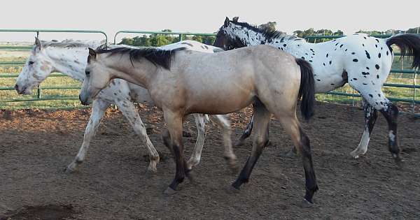 star-horse