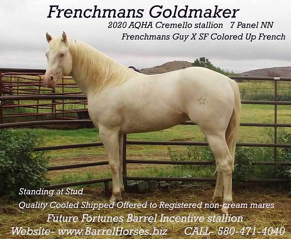 all-around-quarter-horse