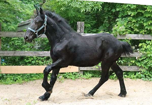 small-star-horse
