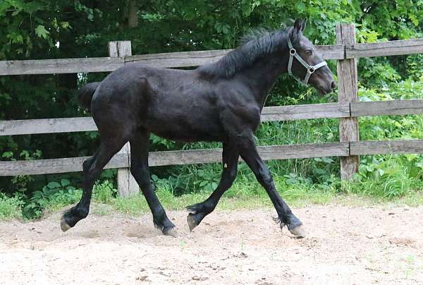 black-small-star-horse