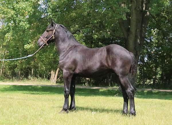 phaoa-percheron-colt