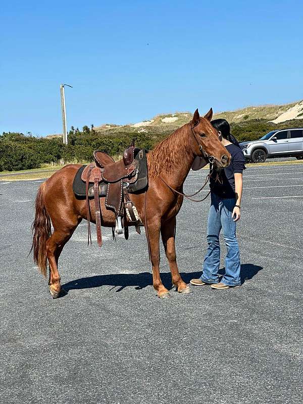 all-around-mustang-horse