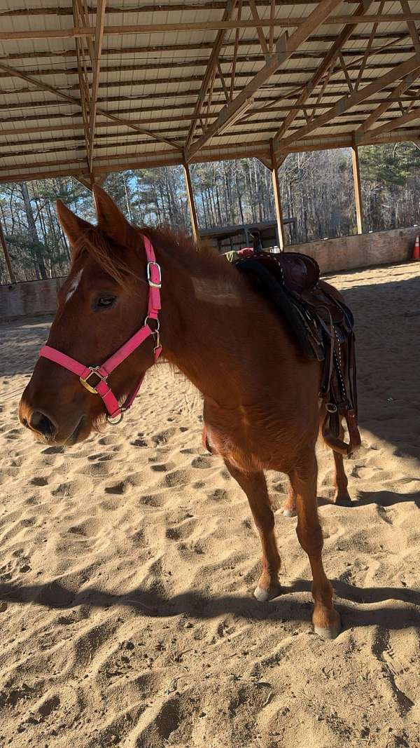 athletic-mustang-horse
