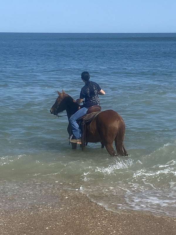 endurance-mustang-horse
