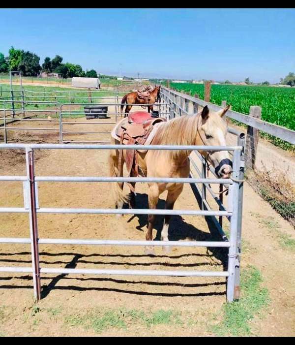 palomino-buckskin-horse