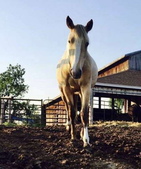 dunalino-kentucky-mountain-horse