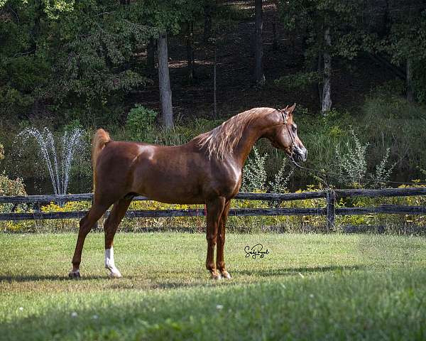 chestnut-star-left-hind-cannon-horse