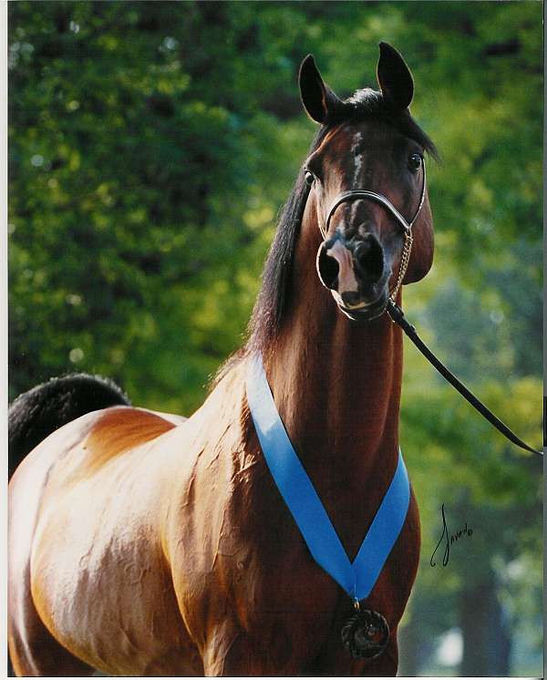 rajaa-arabian-horse