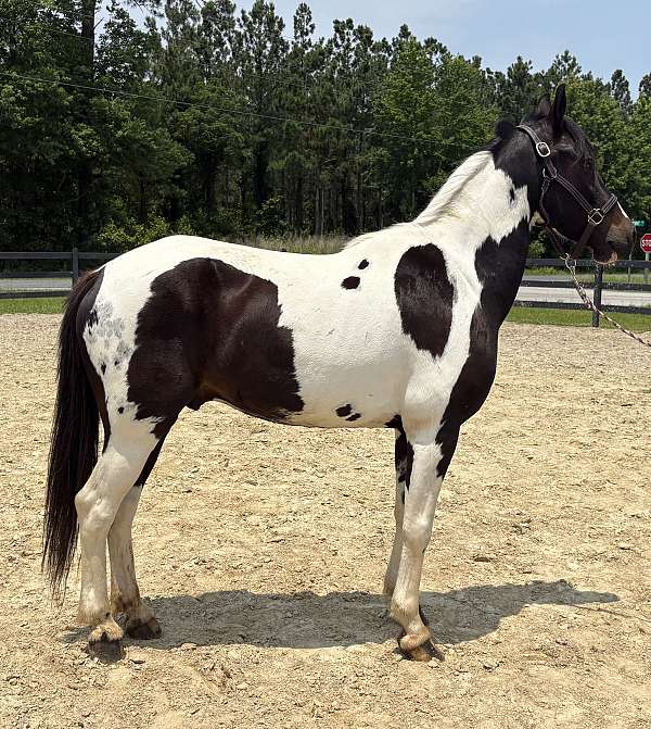 pinto-gelding-for-sale