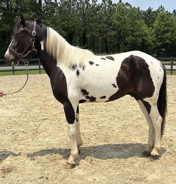pinto-paint-gelding
