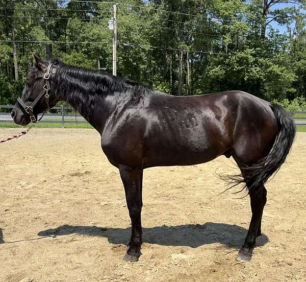 black-morgan-gelding
