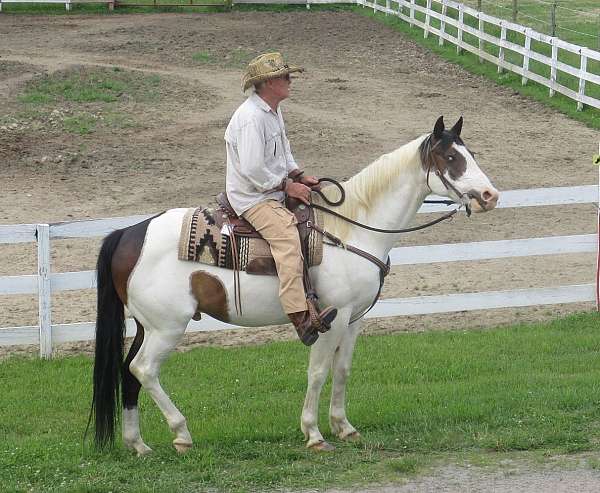paint-gelding