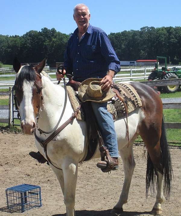 paint-horse-for-sale