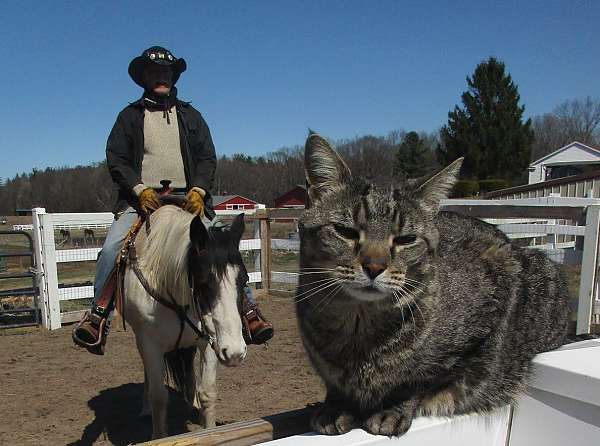 bandit-paint-horse