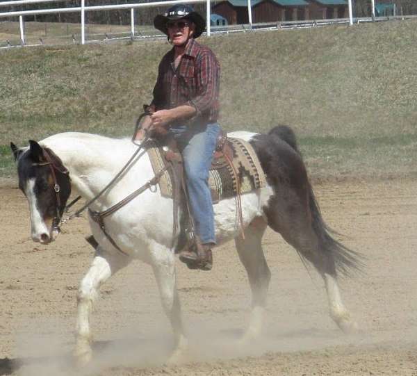 double-registered-paint-horse