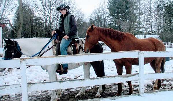 farrier-paint-horse