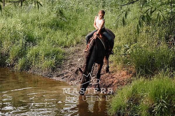pony-club-curly-horse