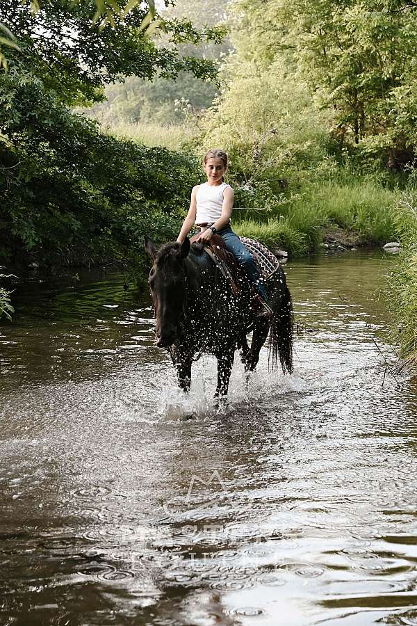 therapy-curly-horse