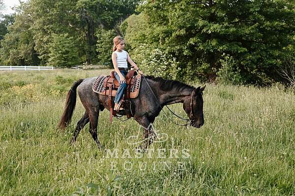 parade-curly-horse