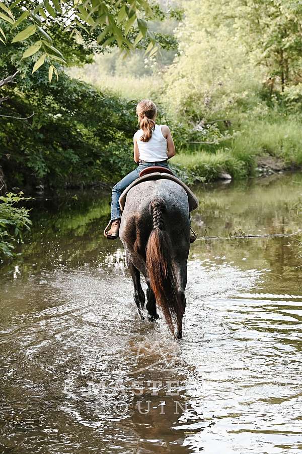 trail-class-competition-curly-horse