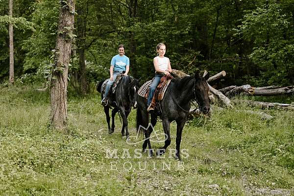 western-dressage-curly-horse