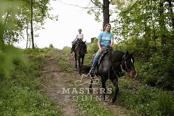 western-ri-curly-horse