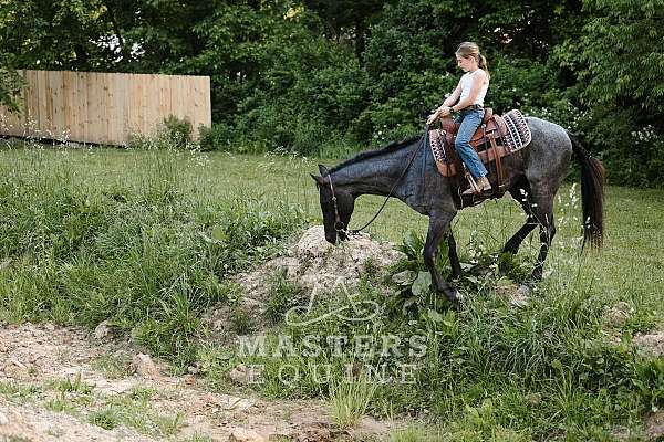 blue-roan-curly-gelding