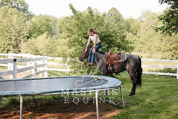 blue-roan-curly-horse
