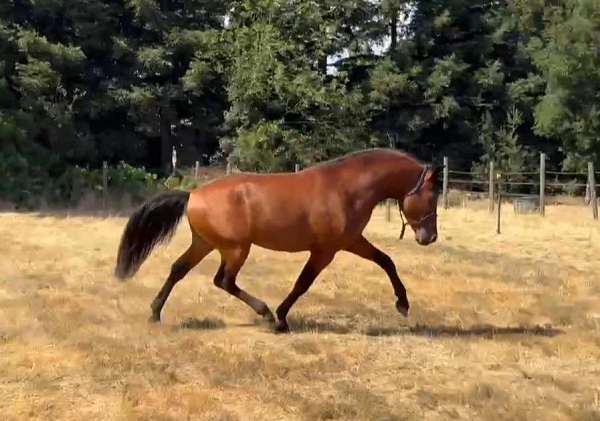 dressageiberians-andalusian-horse