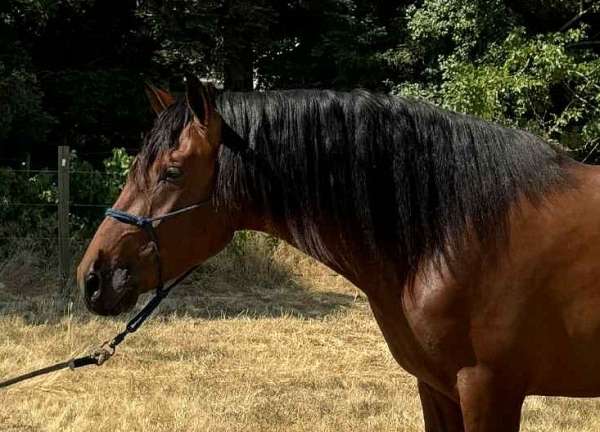 inscribed-stallion