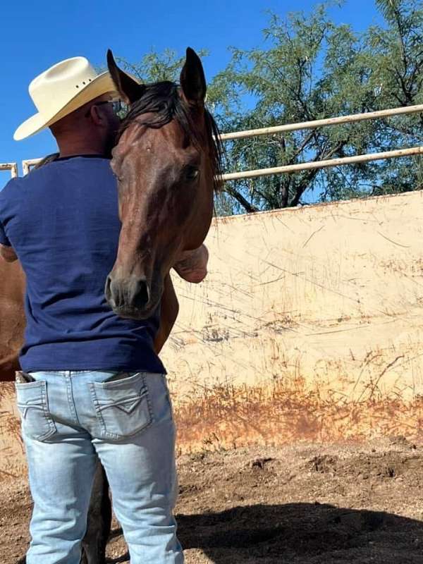 thoroughbred-horse-for-sale