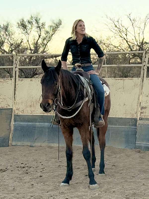 thoroughbred-gelding