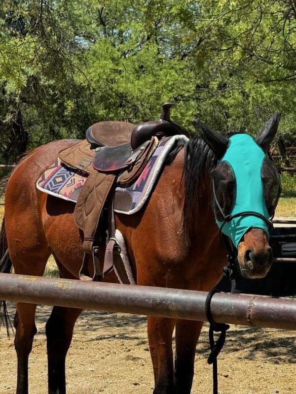 thoroughbred-horse