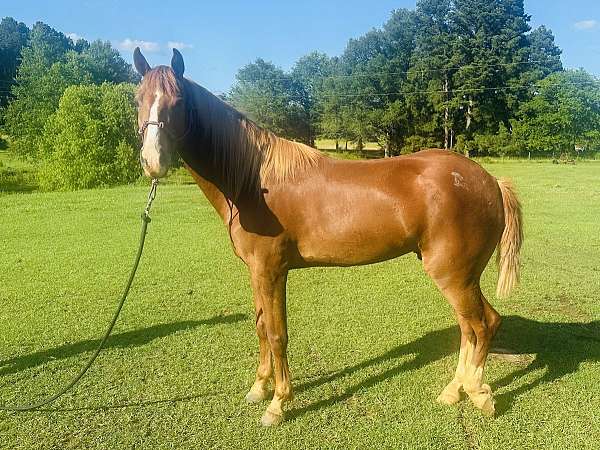 affordable-quarter-horse