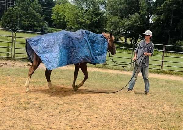 age-quarter-horse
