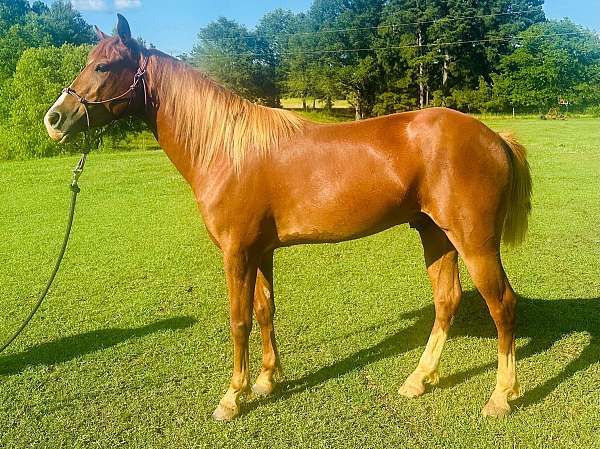 coggins-quarter-horse