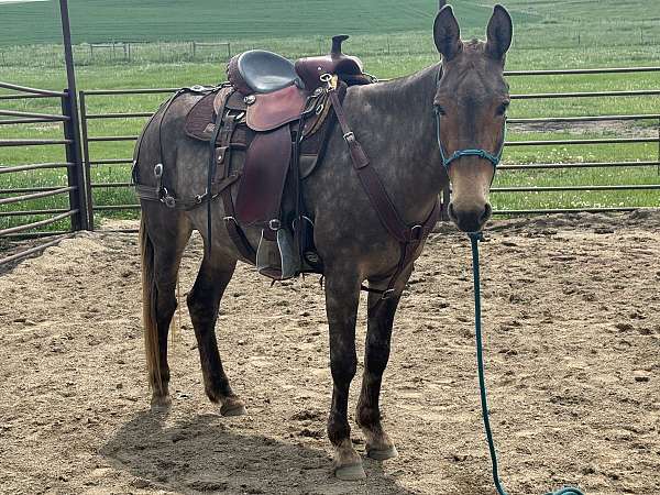good-conformation-mule